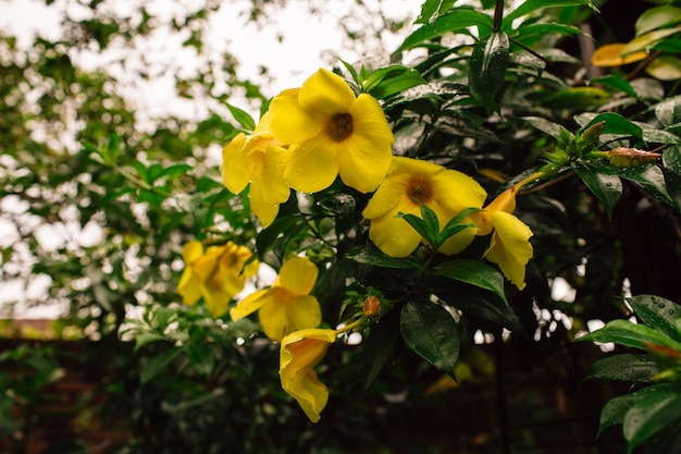 Prossimo piano di una pianta da fiore