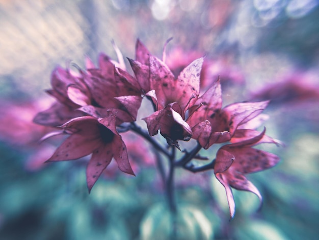 Prossimo piano di una pianta da fiore