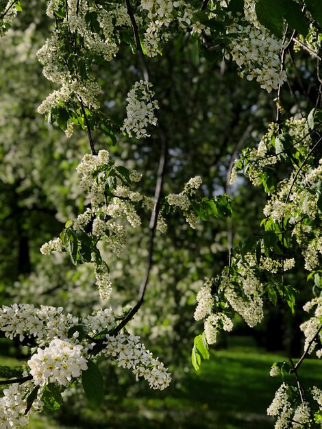 Prossimo piano di una pianta da fiore