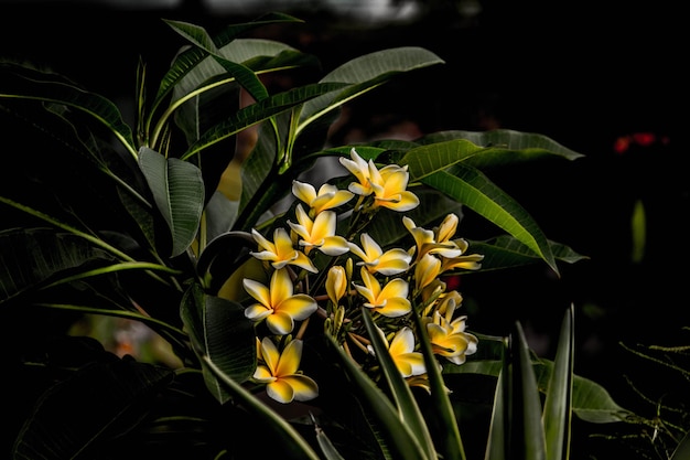 Prossimo piano di una pianta da fiore