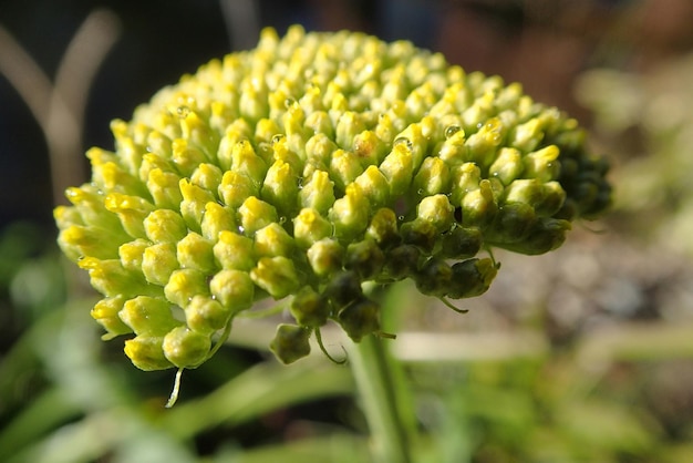 Prossimo piano di una pianta da fiore