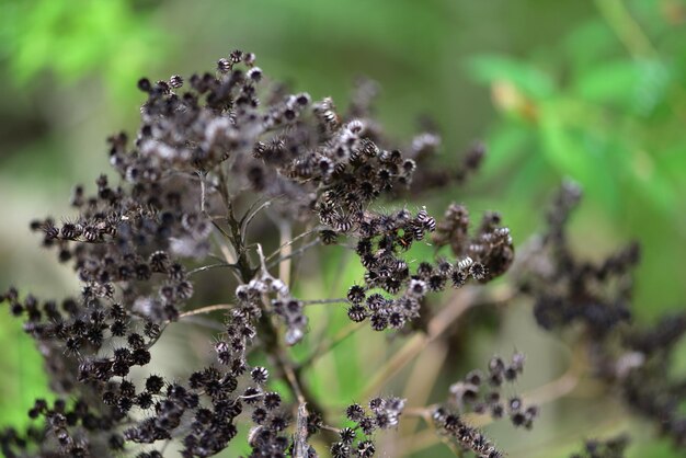 Prossimo piano di una pianta da fiore