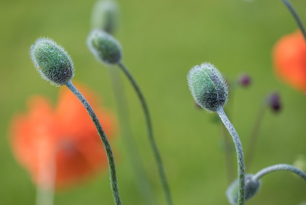 Prossimo piano di una pianta da fiore