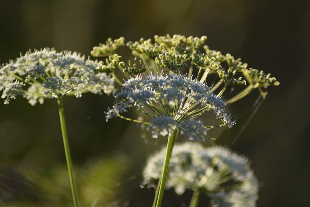 Prossimo piano di una pianta da fiore