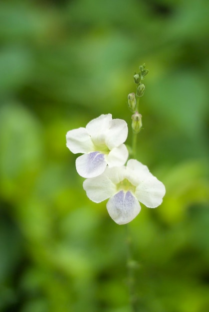 Prossimo piano di una pianta da fiore