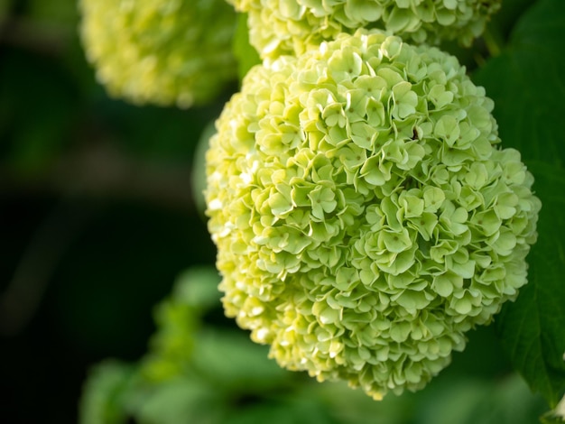 Prossimo piano di una pianta da fiore