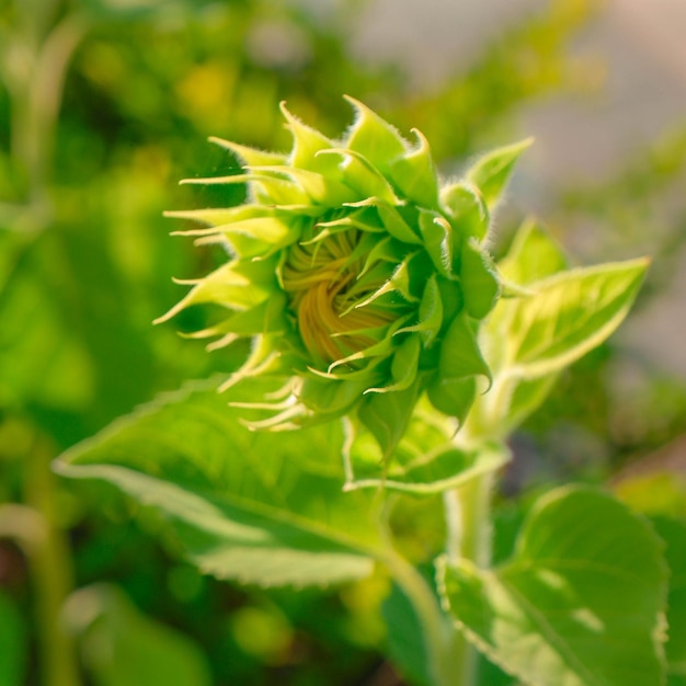 Prossimo piano di una pianta da fiore