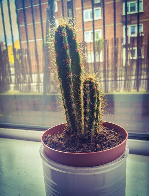 Prossimo piano di una pianta di cactus in vaso