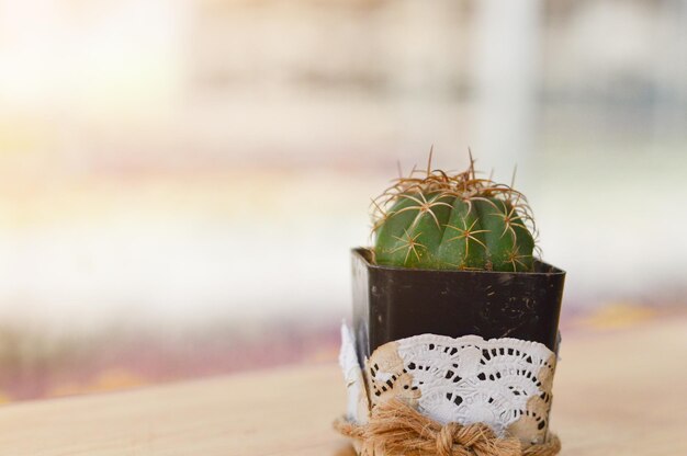 Prossimo piano di una pianta in vaso