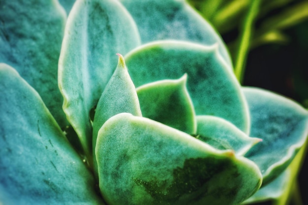 Prossimo piano di una pianta succulenta che cresce all'aperto
