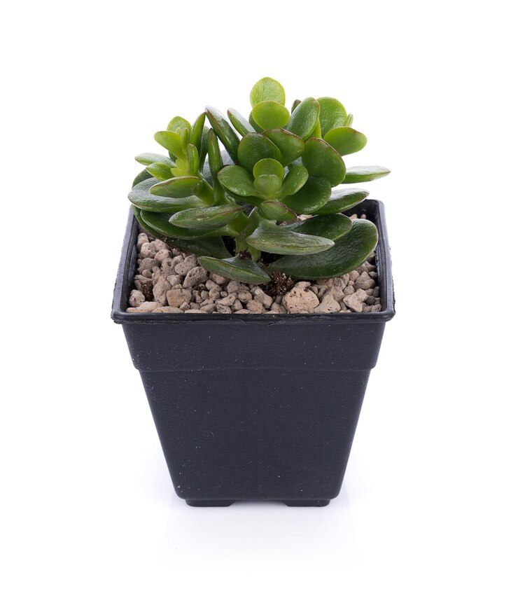 Foto prossimo piano di una pianta succulenta su uno sfondo bianco