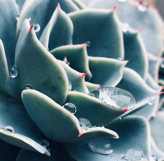 Prossimo piano di una pianta succulenta umida