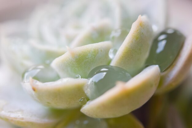 Prossimo piano di una pianta succulenta umida