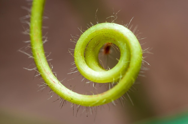 Prossimo piano di una pianta succulenta