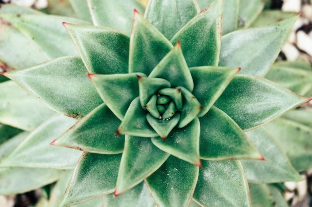 Prossimo piano di una pianta succulenta