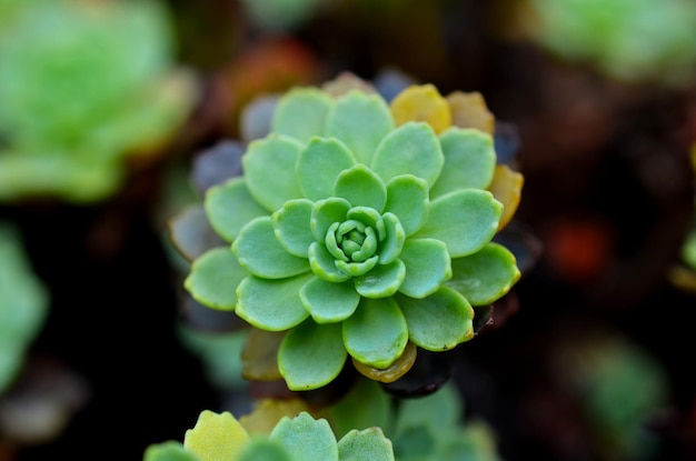 Prossimo piano di una pianta succulenta