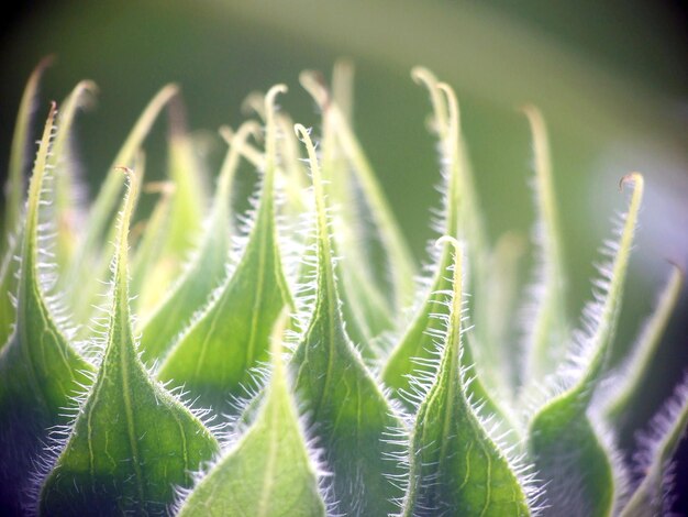 Prossimo piano di una pianta succulenta