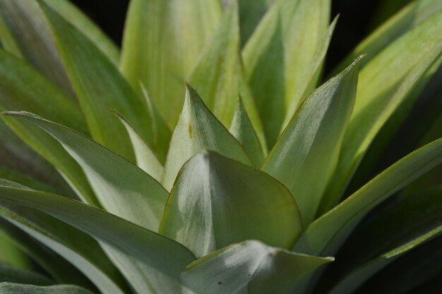 Prossimo piano di una pianta succulenta