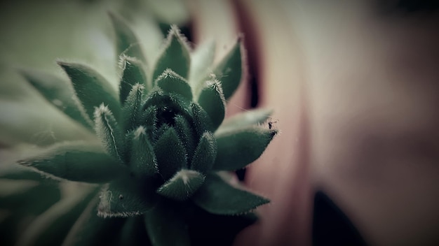 Prossimo piano di una pianta succulenta
