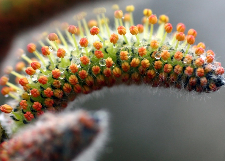 Foto prossimo piano di una pianta succulenta