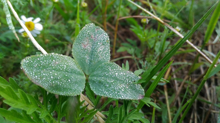 Foto prossimo piano di una pianta umida che cresce sul campo