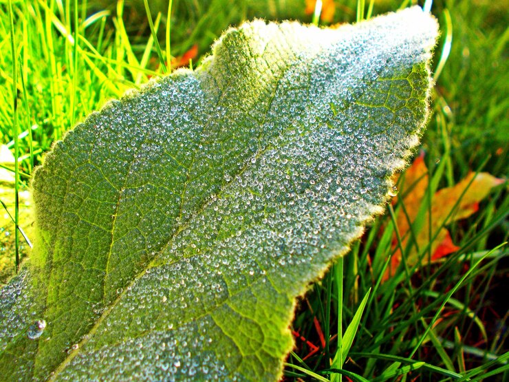 Foto prossimo piano di una pianta verde fresca