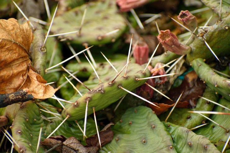 Foto prossimo piano di una pianta verde fresca