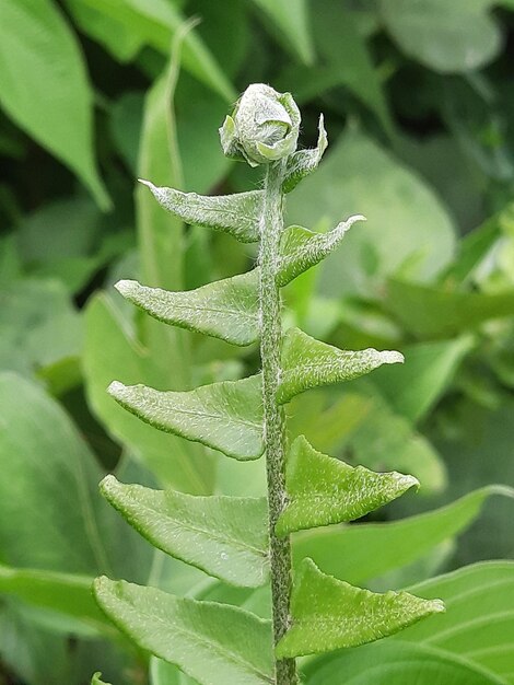 Prossimo piano di una pianta verde fresca