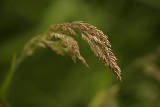 Prossimo piano di una pianta verde fresca