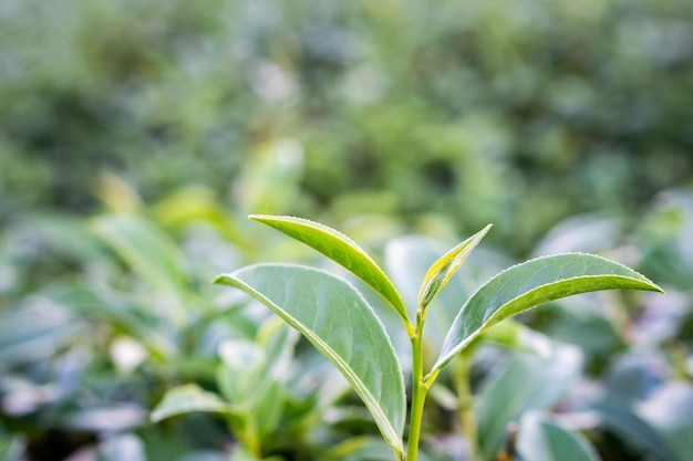 Prossimo piano di una pianta verde fresca