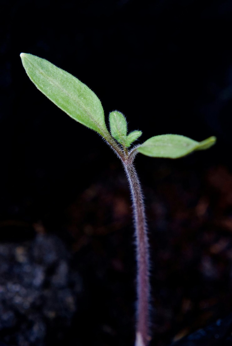 Foto prossimo piano di una piantina di pomodoro sul campo