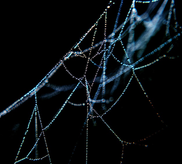 Prossimo piano di una ragnatela bagnata di notte