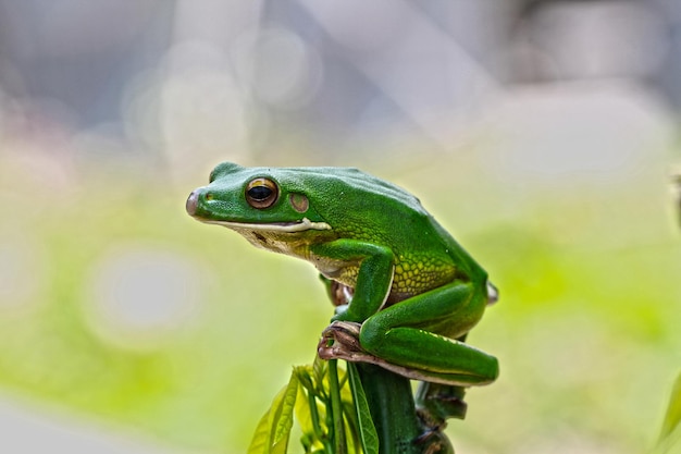 Prossimo piano di una rana sulla pianta