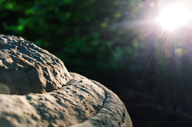 Prossimo piano di una roccia su un albero