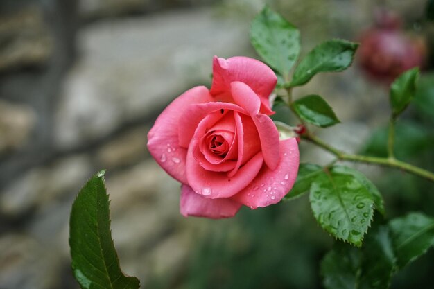 Prossimo piano di una rosa