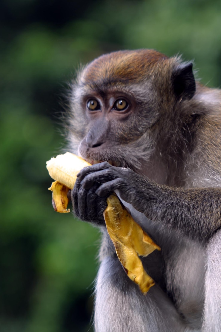 Foto prossimo piano di una scimmia che mangia cibo
