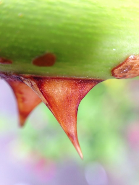 Prossimo piano di una spina appuntita sullo sfondo sfocato