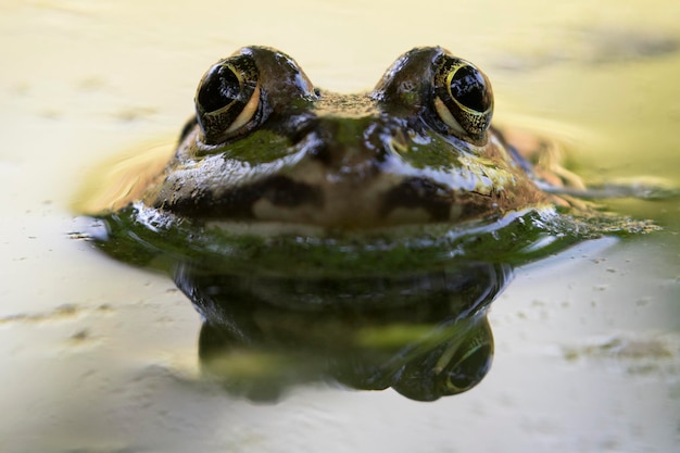 Prossimo piano di una tartaruga che nuota in acqua