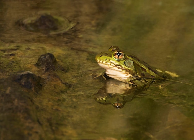 Prossimo piano di una tartaruga che nuota in acqua