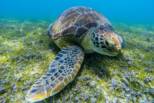 Prossimo piano di una tartaruga che nuota in mare