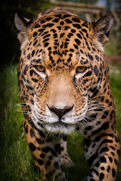 Prossimo piano di una tigre