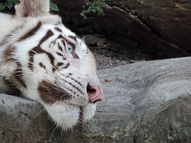 Prossimo piano di una tigre