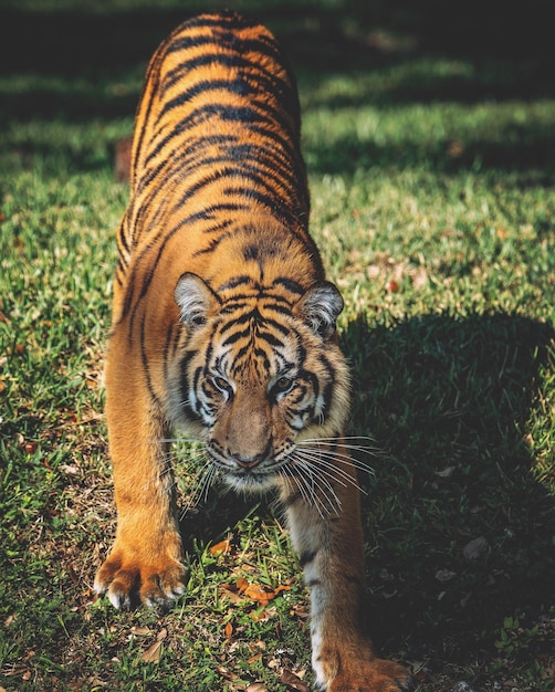 Prossimo piano di una tigre