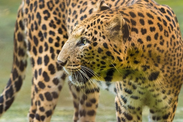 Prossimo piano di una tigre