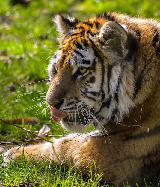 Prossimo piano di una tigre