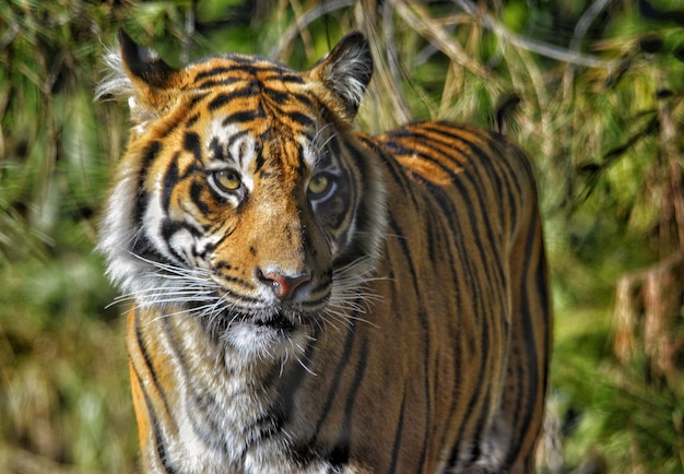 Prossimo piano di una tigre