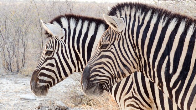 Prossimo piano di una zebra