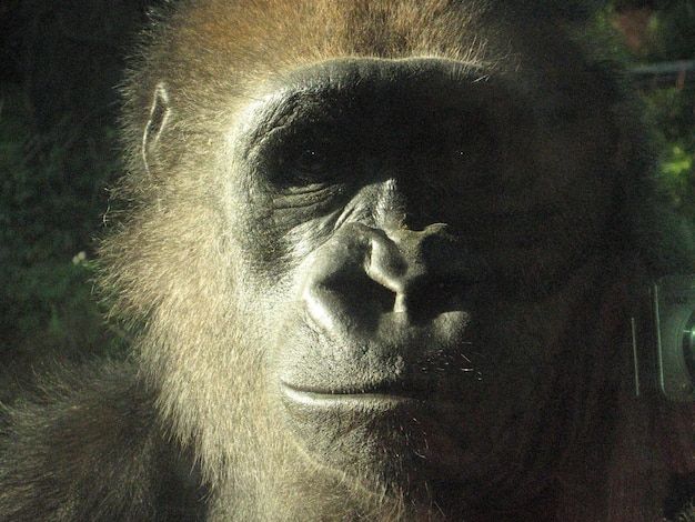 Prossimo piano di uno scimpanzé nello zoo