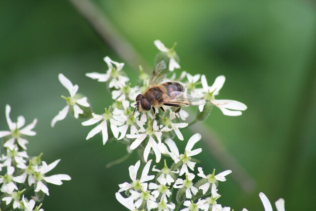 Prossimo piano di vespa su fiore bianco