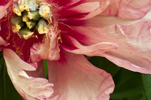 Prossimo piano estremo del fiore di corallo